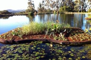 Floating Islands West | Floating Island: 15 x 20 ft | Wetland & Habitat  Restoration